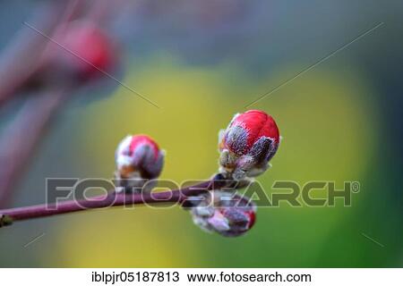 Closed buds of ornamental peach Melred, Prunus persica View Large Photo Image Stock Image - Closed buds of ornamental peach Melred, Prunus persica. Fotosearch