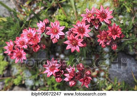 Stock Photo - Cobweb houseleek ( Sempervivum arachnoideum) Switzerland. Fotosearch