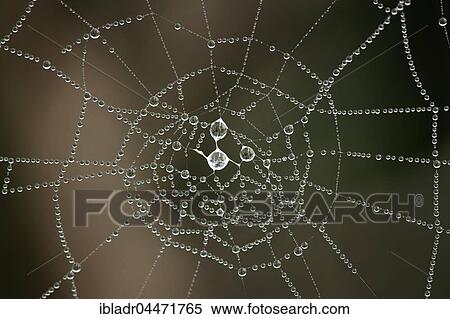 Cobweb with morning dew View Large Photo Image Stock Photography - Cobweb with morning dew. Fotosearch