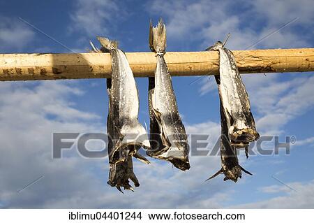 Cod fish drying outside on wooden pole, Svolvaer, Lofoten Islands, Nordland, Norway, Europe View Large Photo Image Picture - Cod fish drying outside on wooden pole, Svolvaer, Lofoten Islands, Nordland, Norway, Europe. Fotosearch