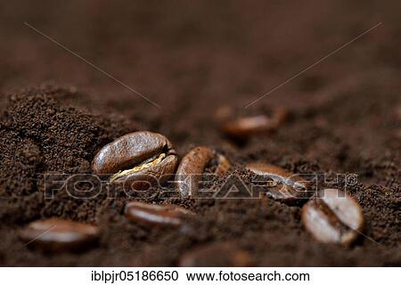 Stock Image - Coffee beans and coffee powder, Coffea arabica. Fotosearch