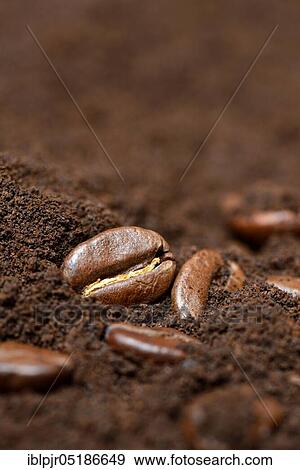 Stock Photo - Coffee beans and coffee powder, Coffea arabica. Fotosearch