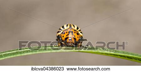 Stock Image - Colorado potato beetle (Leptinotarsa ​​decemlineata) on a leaf, Lower Saxony, Germany, Europe. Fotosearch