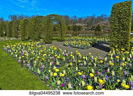 Colorful flower beds, flower show Keukenhof, Lisse, The Netherlands, Europe View Large Photo Image Stock Photo - Colorful flower beds, flower show Keukenhof, Lisse, The Netherlands, Europe. Fotosearch