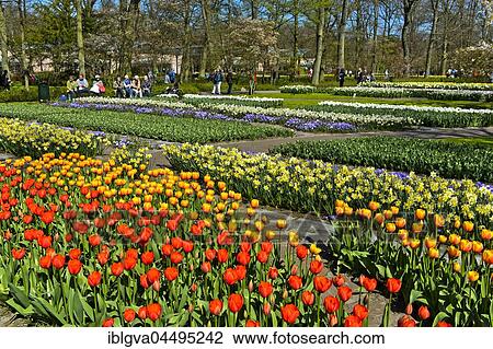 Colorful flower beds, park in the Flower Show Keukenhof, Lisse, The Netherlands, Europe View Large Photo Image Stock Image - Colorful flower beds, park in the Flower Show Keukenhof, Lisse, The Netherlands, Europe. Fotosearch
