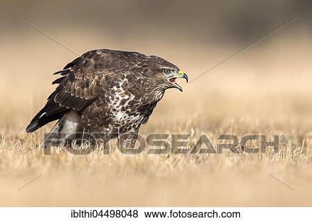 Common buzzard (Buteo buteo) calling, Middle Elbe Biosphere Reserve, Germany, Europe View Large Photo Image Stock Photo - Common buzzard (Buteo buteo) calling, Middle Elbe Biosphere Reserve, Germany, Europe. Fotosearch