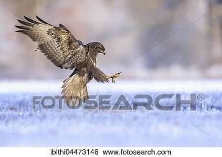 Common Buzzard (Buteo buteo) in flight, foraging in winter, Middle Elbe Biosphere Reserve, Saxony-Anhalt, Germany, Europe View Large Photo Image Stock Photograph - Common Buzzard (Buteo buteo) in flight, foraging in winter, Middle Elbe Biosphere Reserve, Saxony-Anhalt, Germany, Europe. Fotosearch