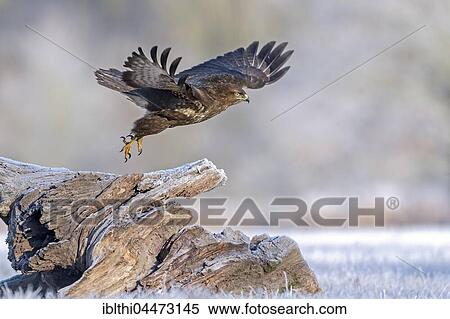 Common Buzzard (Buteo buteo) in flight in winter, Middle Elbe Biosphere Reserve, Saxony-Anhalt, Germany, Europe View Large Photo Image Stock Photography - Common Buzzard (Buteo buteo) in flight in winter, Middle Elbe Biosphere Reserve, Saxony-Anhalt, Germany, Europe. Fotosearch