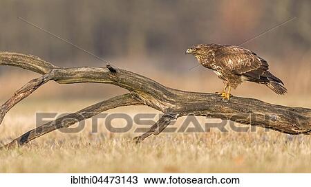 Common Buzzard (Buteo buteo) on old tree trunk, Middle Elbe Biosphere Reserve, Saxony-Anhalt, Germany, Europe View Large Photo Image Stock Image - Common Buzzard (Buteo buteo) on old tree trunk, Middle Elbe Biosphere Reserve, Saxony-Anhalt, Germany, Europe. Fotosearch