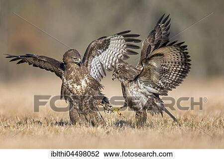 Common buzzards (Buteo buteo) fighting for food, Middle Elbe Biosphere Reserve, Germany, Europe View Large Photo Image Stock Image - Common buzzards (Buteo buteo) fighting for food, Middle Elbe Biosphere Reserve, Germany, Europe. Fotosearch