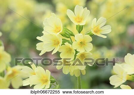 Stock Photography - Common cowslip ( Primula veris) Switzerland. Fotosearch