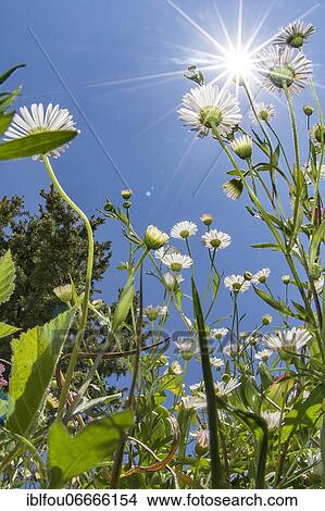 Common daisy (Bellis perennis), Hérault, Occitanie, France, Europe View Large Photo Image Picture - Common daisy (Bellis perennis), Hérault, Occitanie, France, Europe. Fotosearch