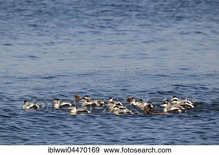 Stock Photo - Common eider ducks (Somateria mollisssima), males, Varanger, Norway, Europe. Fotosearch