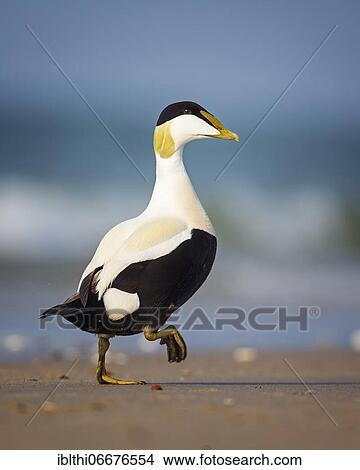 Common eider (Somateria mollissima) Drake on the beach, UNESCO Wadden Sea World Heritage Site, Helgoland, Germany, Europe View Large Photo Image Picture - Common eider (Somateria mollissima) Drake on the beach, UNESCO Wadden Sea World Heritage Site, Helgoland, Germany, Europe. Fotosearch