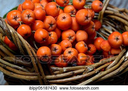Stock Image - Common European rowan ( Sorbus aucuparia) berries. Fotosearch