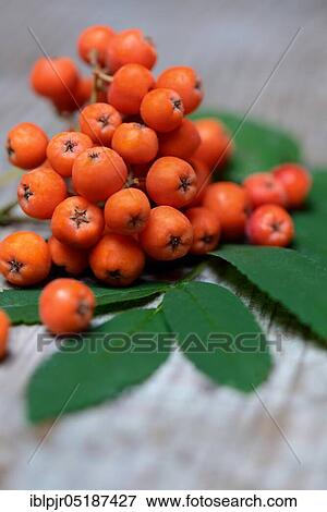 Stock Photo - Common European rowan ( Sorbus aucuparia) berries. Fotosearch
