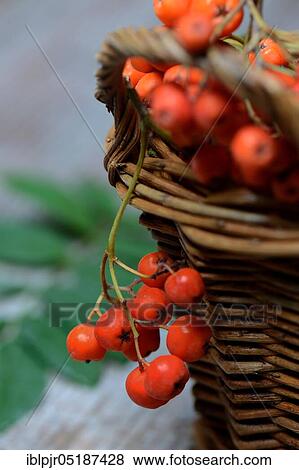 Stock Photo - Common European rowan ( Sorbus aucuparia) berries. Fotosearch