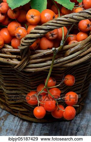 Common European rowan ( Sorbus aucuparia) berries View Large Photo Image Stock Photo - Common European rowan ( Sorbus aucuparia) berries. Fotosearch