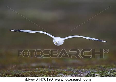 Common Gull (Larus canus) in flight, Varanger, Northern Norway View Large Photo Image Stock Image - Common Gull (Larus canus) in flight, Varanger, Northern Norway. Fotosearch