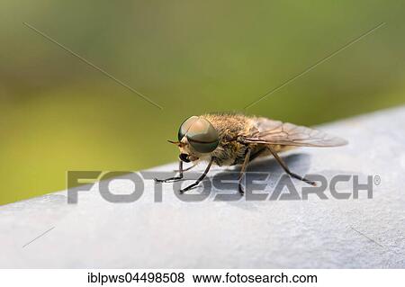 Common Horse Fly (Haematopota pluvialis), male, on metal gate, South Wales, United Kingdom, Europe View Large Photo Image Stock Photo - Common Horse Fly (Haematopota pluvialis), male, on metal gate, South Wales, United Kingdom, Europe. Fotosearch