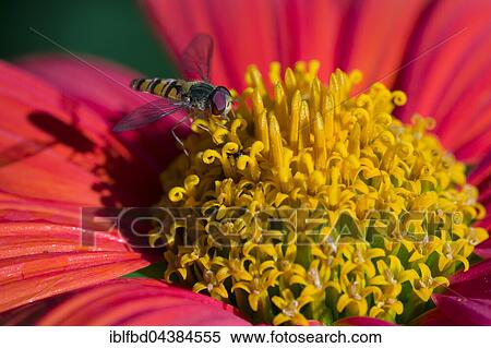Common Hoverfly (Eupeodes corollae) is collecting nectar from a red yellow flower blossom, Saxony, Germany, Europe View Large Photo Image Stock Photography - Common Hoverfly (Eupeodes corollae) is collecting nectar from a red yellow flower blossom, Saxony, Germany, Europe. Fotosearch