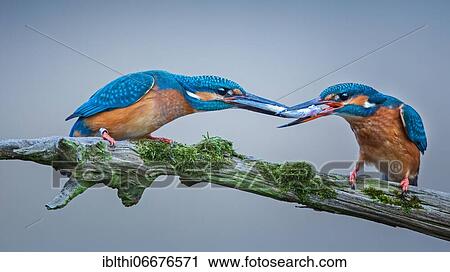 Common kingfisher (Alcedo atthis) pair at mating feeding, fish handover, bridal gift, Middle Elbe Biosphere Reserve, Saxony-Anhalt, Germany, Europe View Large Photo Image Stock Image - Common kingfisher (Alcedo atthis) pair at mating feeding, fish handover, bridal gift, Middle Elbe Biosphere Reserve, Saxony-Anhalt, Germany, Europe. Fotosearch