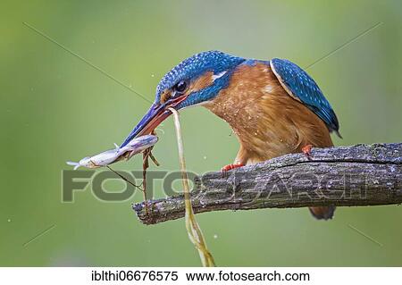 Common kingfisher (Alcedo atthis) female with pike as prey, Middle Elbe Biosphere Reserve, Saxony-Anhalt, Germany, Europe View Large Photo Image Stock Photography - Common kingfisher (Alcedo atthis) female with pike as prey, Middle Elbe Biosphere Reserve, Saxony-Anhalt, Germany, Europe. Fotosearch