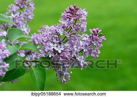 Picture - Common lilac, Syringa vulgaris. Fotosearch