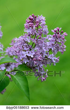 Stock Image - Common lilac, Syringa vulgaris. Fotosearch