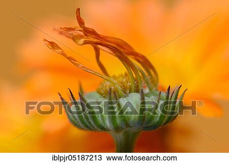 Stock Image - Common Marigold ( Calendula officinalis), withered. Fotosearch