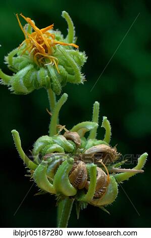 Common Marigold ( Calendula officinalis) fruit stalk View Large Photo Image Stock Image - Common Marigold ( Calendula officinalis) fruit stalk. Fotosearch