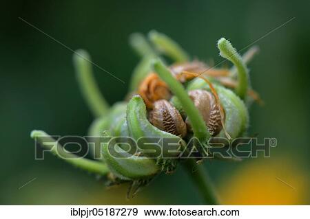 Common Marigold ( Calendula officinalis) fruit stalk View Large Photo Image Stock Photo - Common Marigold ( Calendula officinalis) fruit stalk. Fotosearch