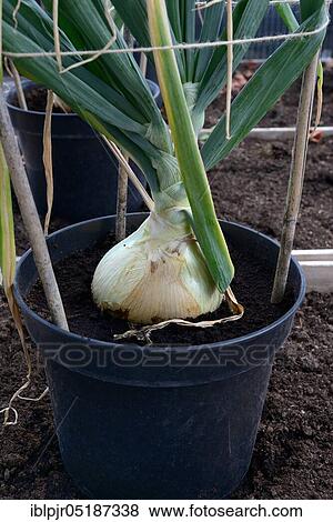 Common onion ( Allium cepa) potted View Large Photo Image Stock Photo - Common onion ( Allium cepa) potted. Fotosearch