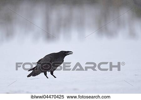 Stock Photography - Common raven (Corvus corax) in snow, northern Finland, Finland, Europe. Fotosearch