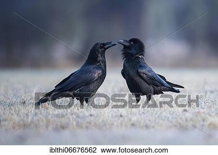 Common raven (Corvus corax) pair during courtship, Middle Elbe Biosphere Reserve, Saxony-Anhalt, Germany, Europe View Large Photo Image Stock Image - Common raven (Corvus corax) pair during courtship, Middle Elbe Biosphere Reserve, Saxony-Anhalt, Germany, Europe. Fotosearch