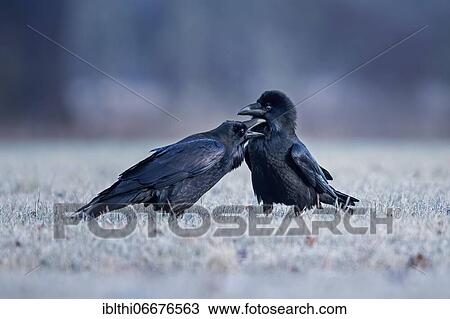 Stock Image - Common raven (Corvus corax) pair during courtship, Middle Elbe Biosphere Reserve, Saxony-Anhalt, Germany, Europe. Fotosearch