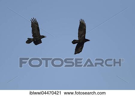 Common ravens (Corvus corax) flying, blue sky, northern Finland, Finland, Europe View Large Photo Image Stock Image - Common ravens (Corvus corax) flying, blue sky, northern Finland, Finland, Europe. Fotosearch