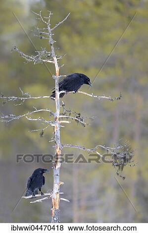 Common ravens (Corvus corax) perched on dead Scots pine, northern Finland, Finland, Europe View Large Photo Image Stock Photo - Common ravens (Corvus corax) perched on dead Scots pine, northern Finland, Finland, Europe. Fotosearch