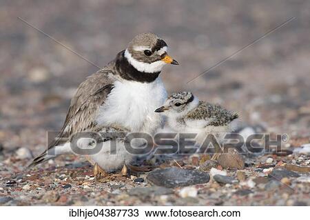 Common ringed plover (Charadrius hiaticula) with chick, Texel, Province of North Holland, Netherlands View Large Photo Image Stock Image - Common ringed plover (Charadrius hiaticula) with chick, Texel, Province of North Holland, Netherlands. Fotosearch