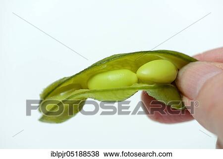 Stock Photo - Cooked unripe soya beans, edamame, glycine max. Fotosearch