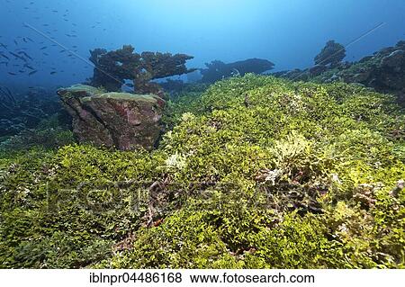 Coral reef, fouling, Halimeda algae (Halimeda copiosa), Indian Ocean, Maldives, Asia View Large Photo Image Stock Photo - Coral reef, fouling, Halimeda algae (Halimeda copiosa), Indian Ocean, Maldives, Asia. Fotosearch