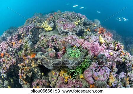 Coralligenous reef in Gulf of Lion, Mediterranean, Hérault, Occitanie, France, Europe View Large Photo Image Stock Image - Coralligenous reef in Gulf of Lion, Mediterranean, Hérault, Occitanie, France, Europe. Fotosearch
