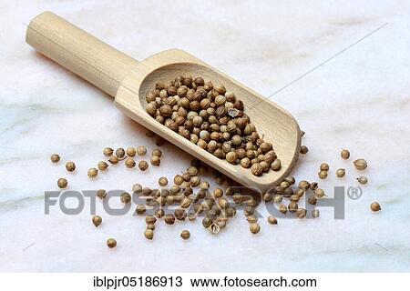 Stock Image - Corianderseeds ( Coriandrum sativum) in wooden shovel. Fotosearch