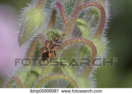 Corizus hyoscyami (Corizus hyoscyami) on borage (Borago officinalis), Germany, Europe View Large Photo Image Stock Photo - Corizus hyoscyami (Corizus hyoscyami) on borage (Borago officinalis), Germany, Europe. Fotosearch