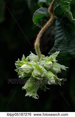 Corkscrew hazel ( Corylus avellana) contorta, hazelnut View Large Photo Image Stock Photograph - Corkscrew hazel ( Corylus avellana) contorta, hazelnut. Fotosearch