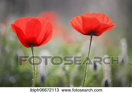 Corn, - Field, - Flanders or Red Poppy (Papaver rhoeas) View Large Photo Image Stock Image - Corn, - Field, - Flanders or Red Poppy (Papaver rhoeas). Fotosearch