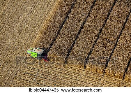 Corn harvest, aerial view, Pelkum, Hamm, Ruhr district, North Rhine-Westphalia, Germany, Europe View Large Photo Image Stock Photography - Corn harvest, aerial view, Pelkum, Hamm, Ruhr district, North Rhine-Westphalia, Germany, Europe. Fotosearch