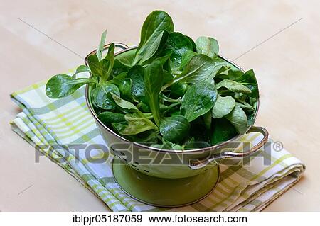Stock Photo - Corn salad ( Valerianella locusta) in draining sieve, Rapuenzchen, Rap³nzchen. Fotosearch