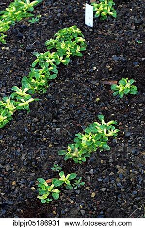 Stock Image - Corn salad ( Valerianella locusta) yellow from Wasen. Fotosearch
