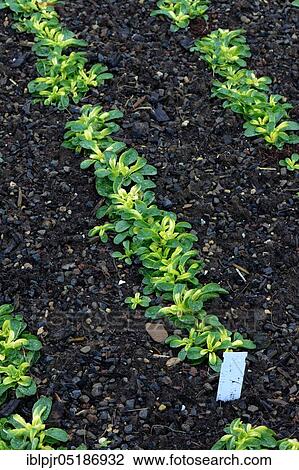Stock Image - Corn salad ( Valerianella locusta) yellow from Wasen. Fotosearch